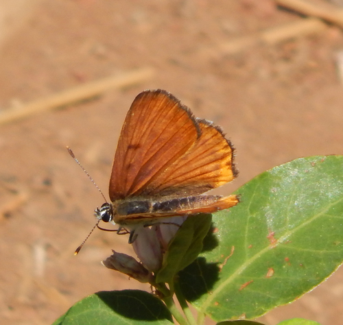iNaturalist observation photo of Gorgon Copper