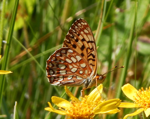 iNaturalist observation photo of Northwestern Fritillary