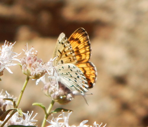 iNaturalist observation photo of Gorgon Copper