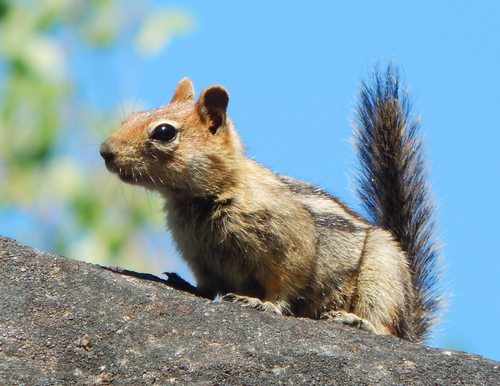 iNaturalist observation photo of Common Golden-mantled Ground Squirrel