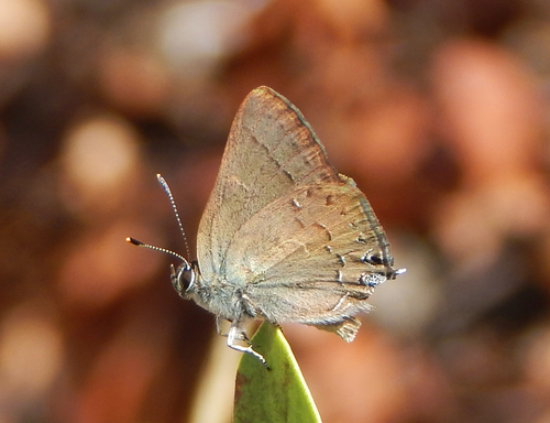 iNaturalist observation photo of Hedgerow Hairstreak
