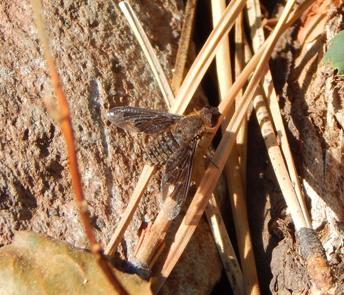 iNaturalist observation photo of Sinuous Bee Fly