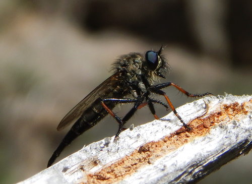 iNaturalist observation photo of Bentbristles