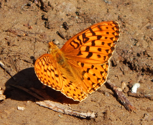 iNaturalist observation photo of Greater Fritillaries
