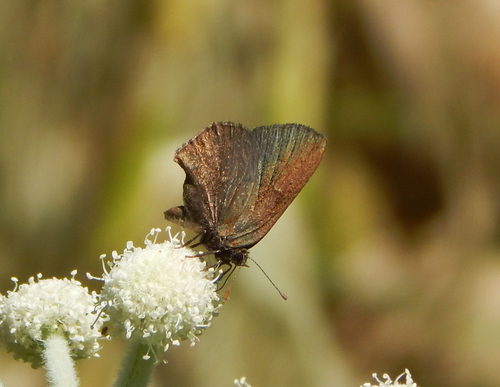 iNaturalist observation photo of Western Brown Elfin
