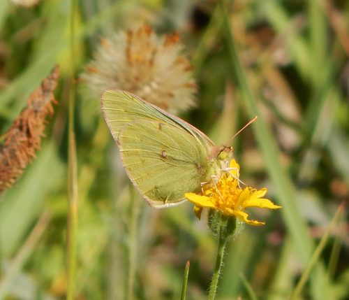 iNaturalist observation photo of Orange Sulphur
