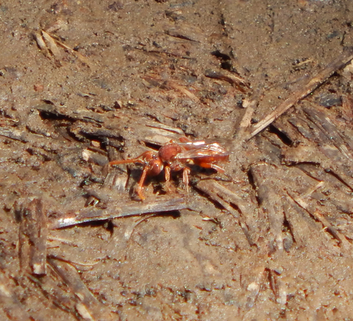iNaturalist observation photo of Nomad Bees