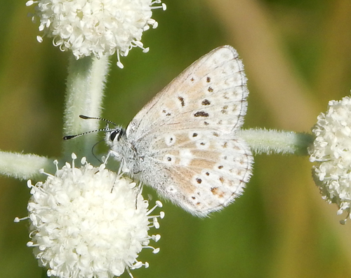 iNaturalist observation photo of Sierra Blue