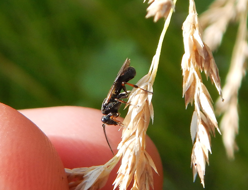 iNaturalist observation photo of Cheloninae