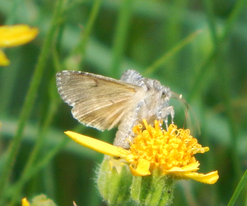 iNaturalist observation photo of Plusiini
