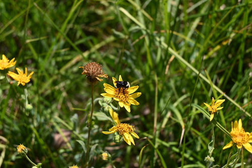 iNaturalist observation photo of Yellow-faced Bumble Bee