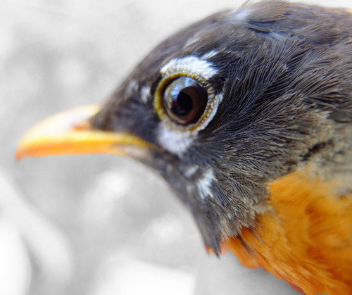 iNaturalist observation photo of American Robin