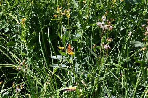 iNaturalist observation photo of Fritillaries
