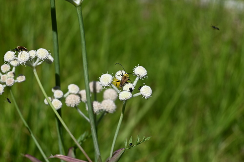iNaturalist observation photo of Yellow Velvet Beetle