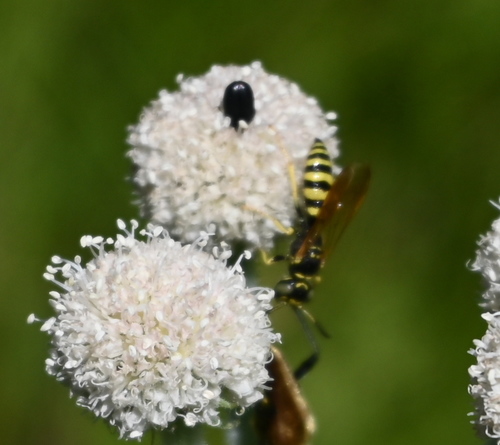 iNaturalist observation photo of Philanthus crabroniformis