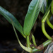 Philodendron crassinervium - Photo (c) tomopteris, all rights reserved, uploaded by tomopteris
