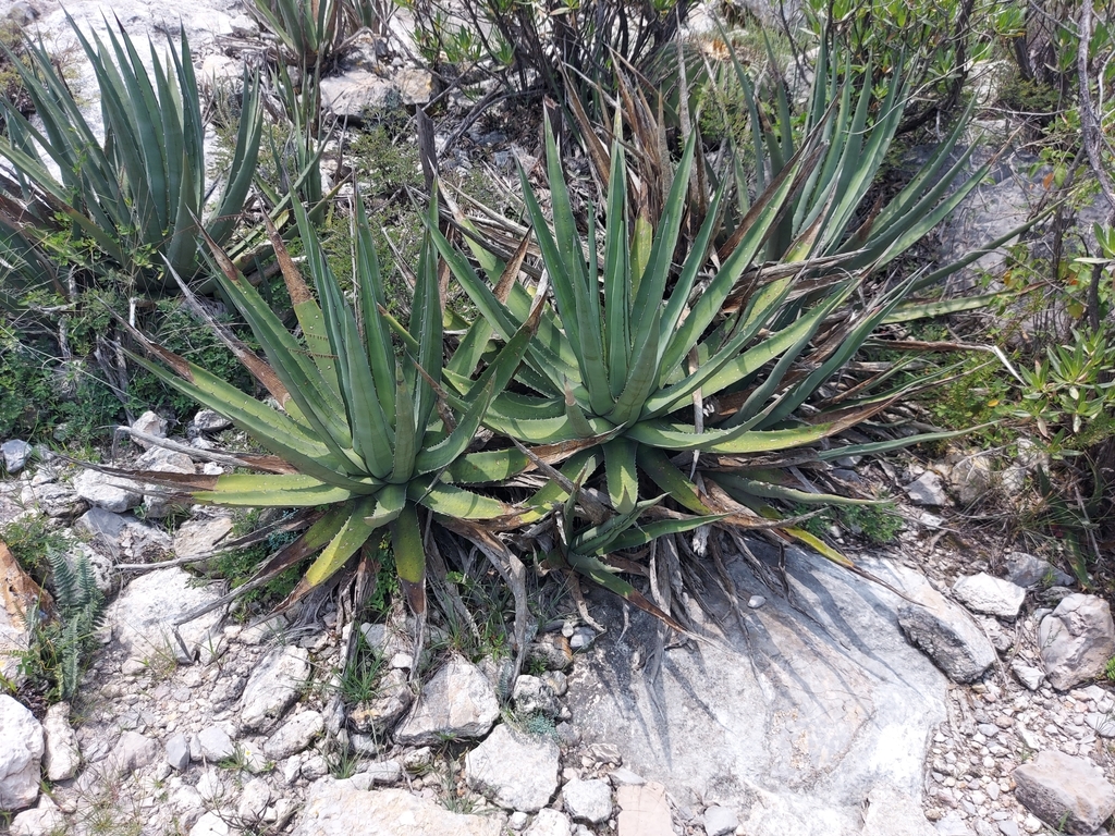 Agave difformis