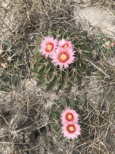 Horse Crippler Cactus