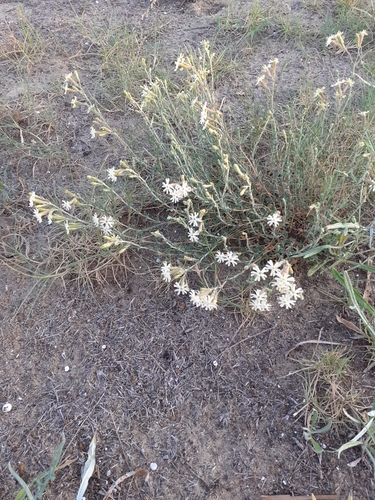Silene euxina
