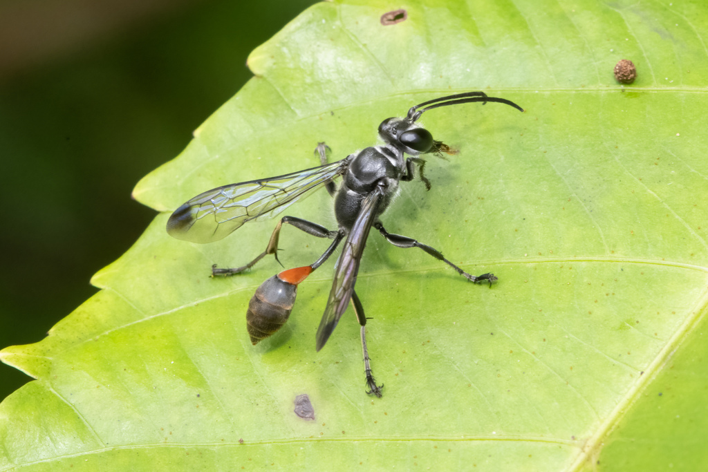 Isodontia diodon from North Eastern Islands, Singapore on July 18, 2021 ...