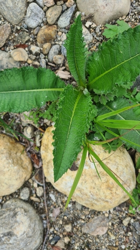 Cirsium helenioides