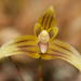 Bulbophyllum lilianae - Photo (c) Lorenzo Bertola, todos los derechos reservados