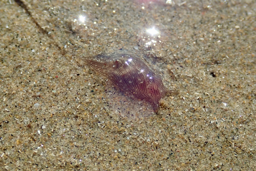 photo of Lined Seahare (Stylocheilus striatus)