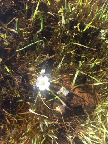 iNaturalist observation photo of Douglas' meadowfoam