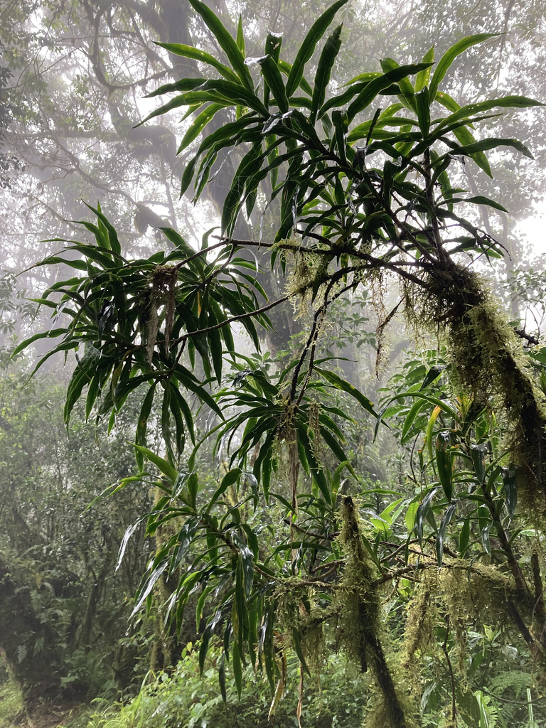 Dracaena afromontana  iNaturalist