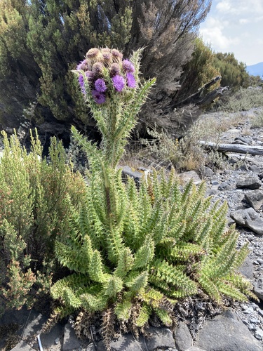 Afroalpine Thistle
