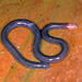 Tiny Caecilians - Photo (c) Paul Freed, all rights reserved, uploaded by Paul Freed