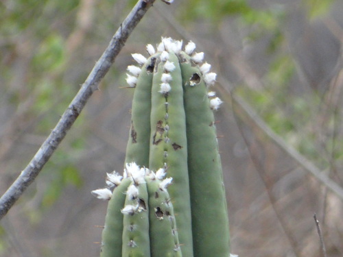 Pilosocereus floccosus ssp. quadricostatus