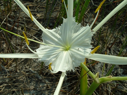 Florida spiderlily (Hymenocallis tridentata)