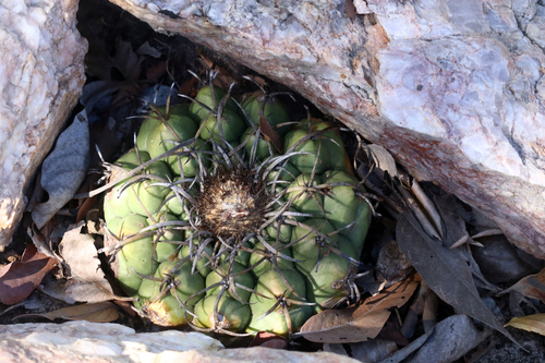 Discocactus catingicola