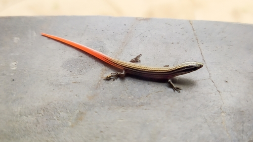 Vanzosaura multiscutata