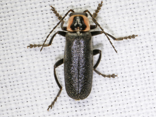 Rhaxonycha carolina (Fabricius, 1801)