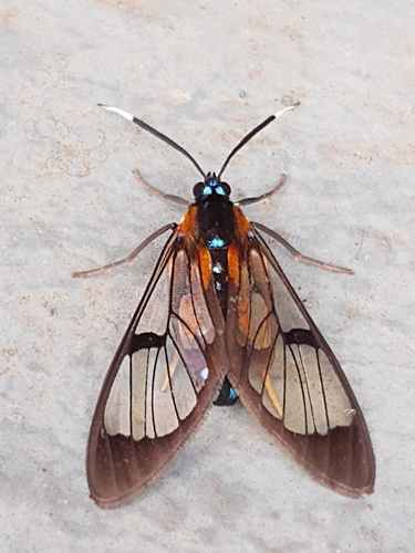 Cosmosoma centralis Walker, 1854