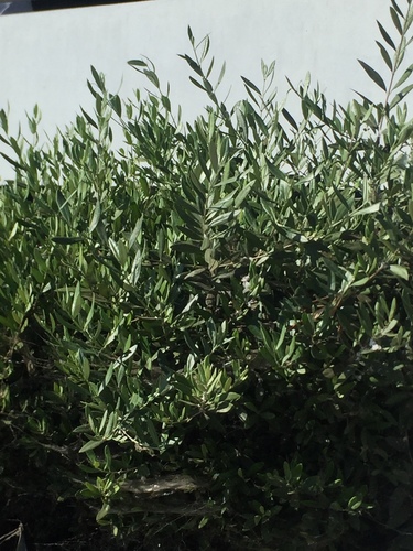 photo of Olive Family (Oleaceae)