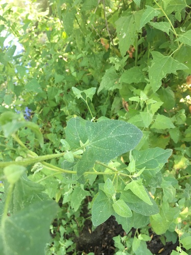 iNaturalist observation photo of Creeping Saltbush
