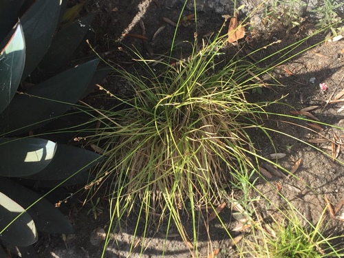 photo of Smallflower Melicgrass (Melica imperfecta)