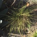 photo of Smallflower Melicgrass (Melica imperfecta)