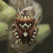 Variegated Fruit Bug - Photo (c) Panagiotis Dalagiorgos, all rights reserved, uploaded by Panagiotis Dalagiorgos