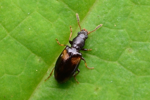 Lissodema plagiatum · iNaturalist