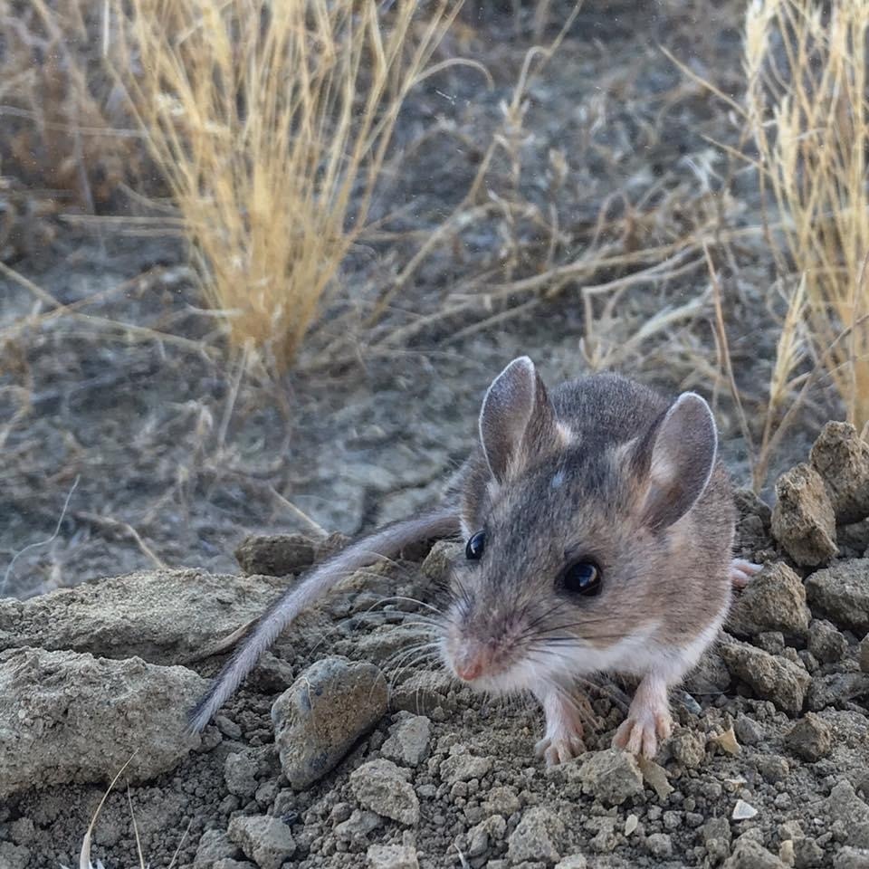 Gambel's Deer Mouse