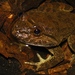 Khorat Big-mouthed Frog - Photo (c) Parinya Herp Pawangkhanant, all rights reserved, uploaded by Parinya Herp Pawangkhanant