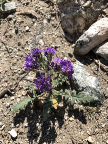 iNaturalist observation photo of Notch-leaf Scorpionweed