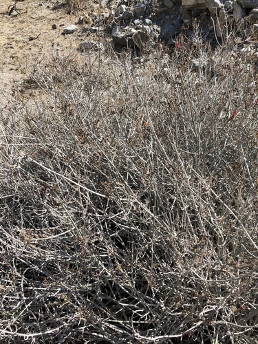 iNaturalist observation photo of chuparosa