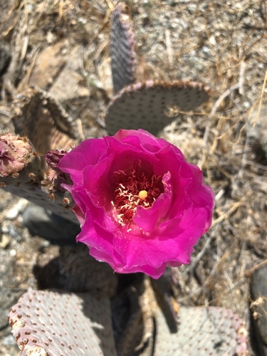 iNaturalist observation photo of beavertail cactus