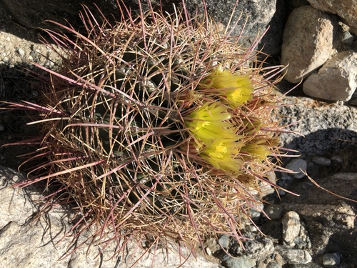 iNaturalist observation photo of California Barrel Cactus