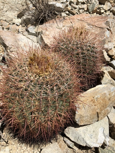 iNaturalist observation photo of California Barrel Cactus